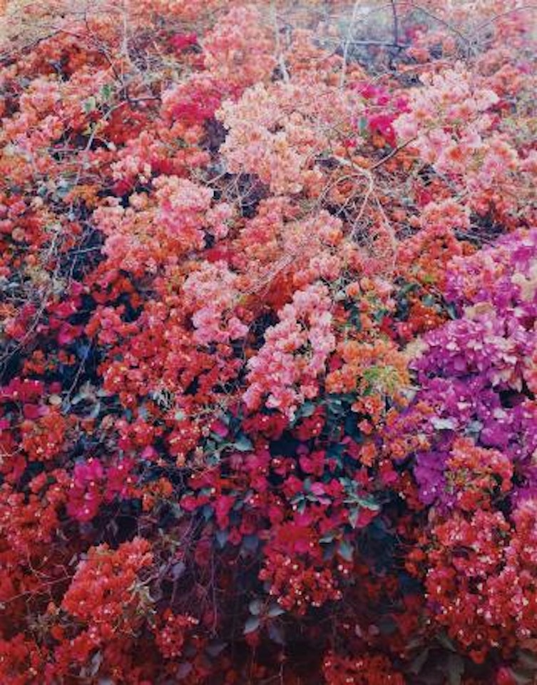 Paradise 26 (Bougainville), Palpa, Peru by Thomas Struth