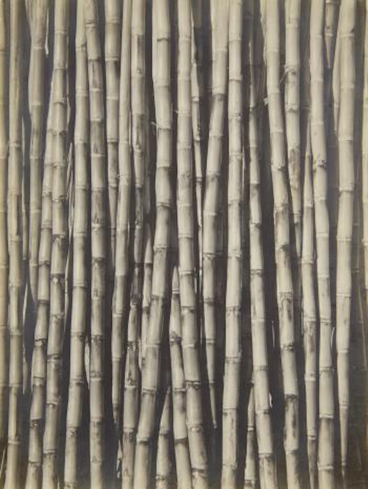 Sugar Cane by Tina Modotti