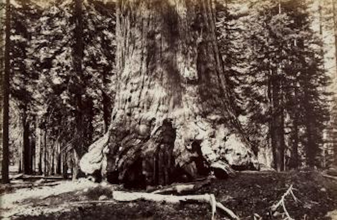 Section of The Grizzly Giant, Mariposa Grove, Yosemite by Eadweard Muybridge