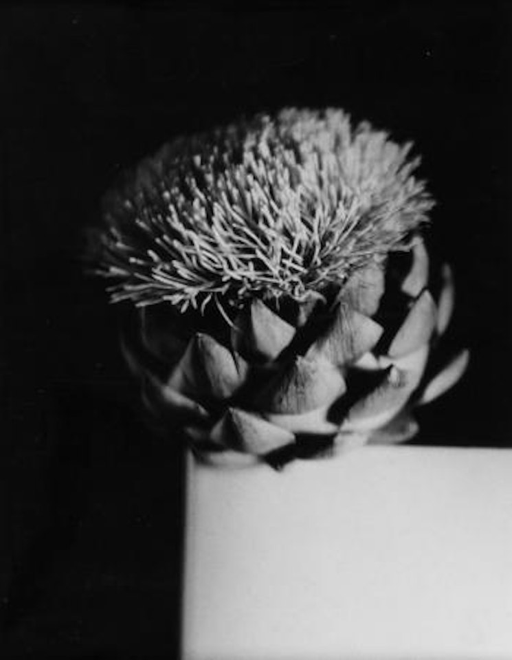 Untitled (Artichoke) by Man Ray
