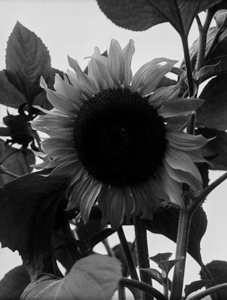 Untitled (Sunflower) by Man Ray