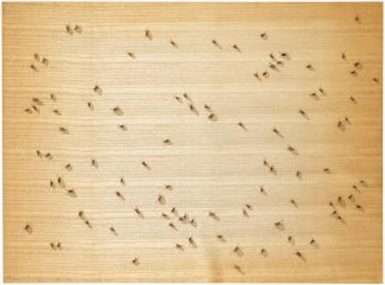 Cockroaches (from Insects Portfolio) by Ed Ruscha
