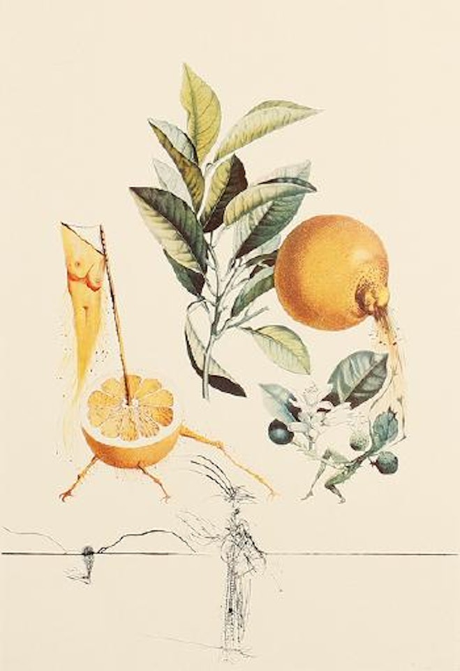 Pamplemousse Érotique by Salvador Dali