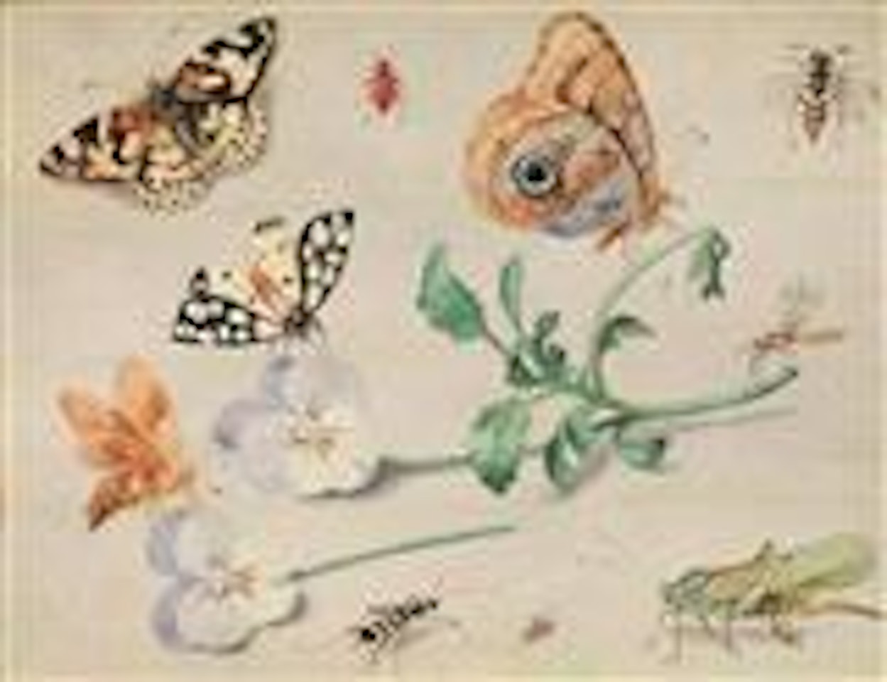 Still life with butterflies and pansies by Jan Van Kessel The Elder