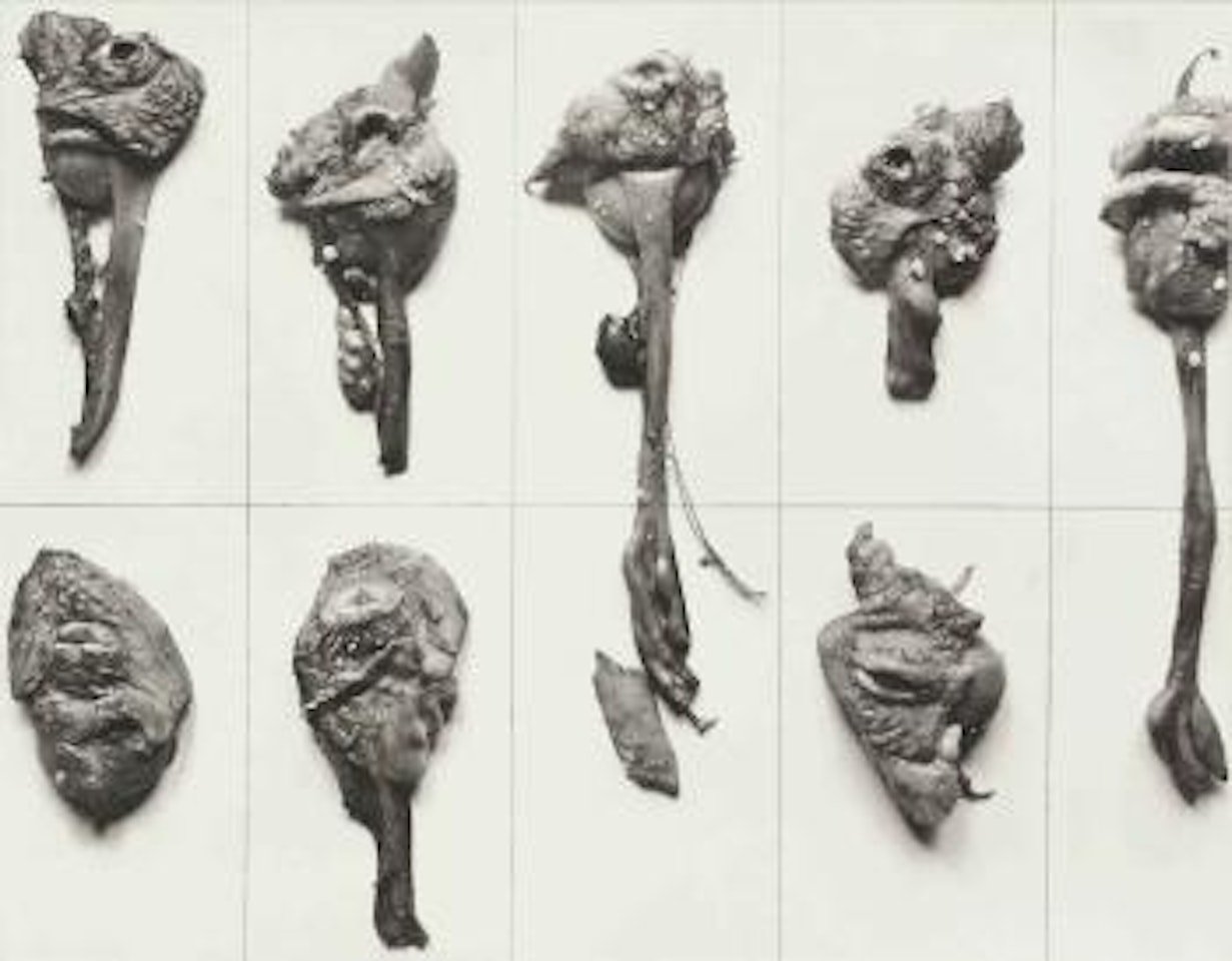 Eight Young Roosters, 1938 by Frederick Sommer