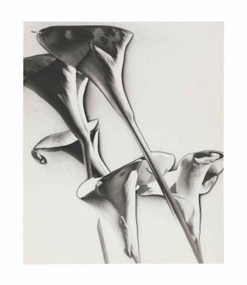 Calla Lilies, 1930 by Man Ray