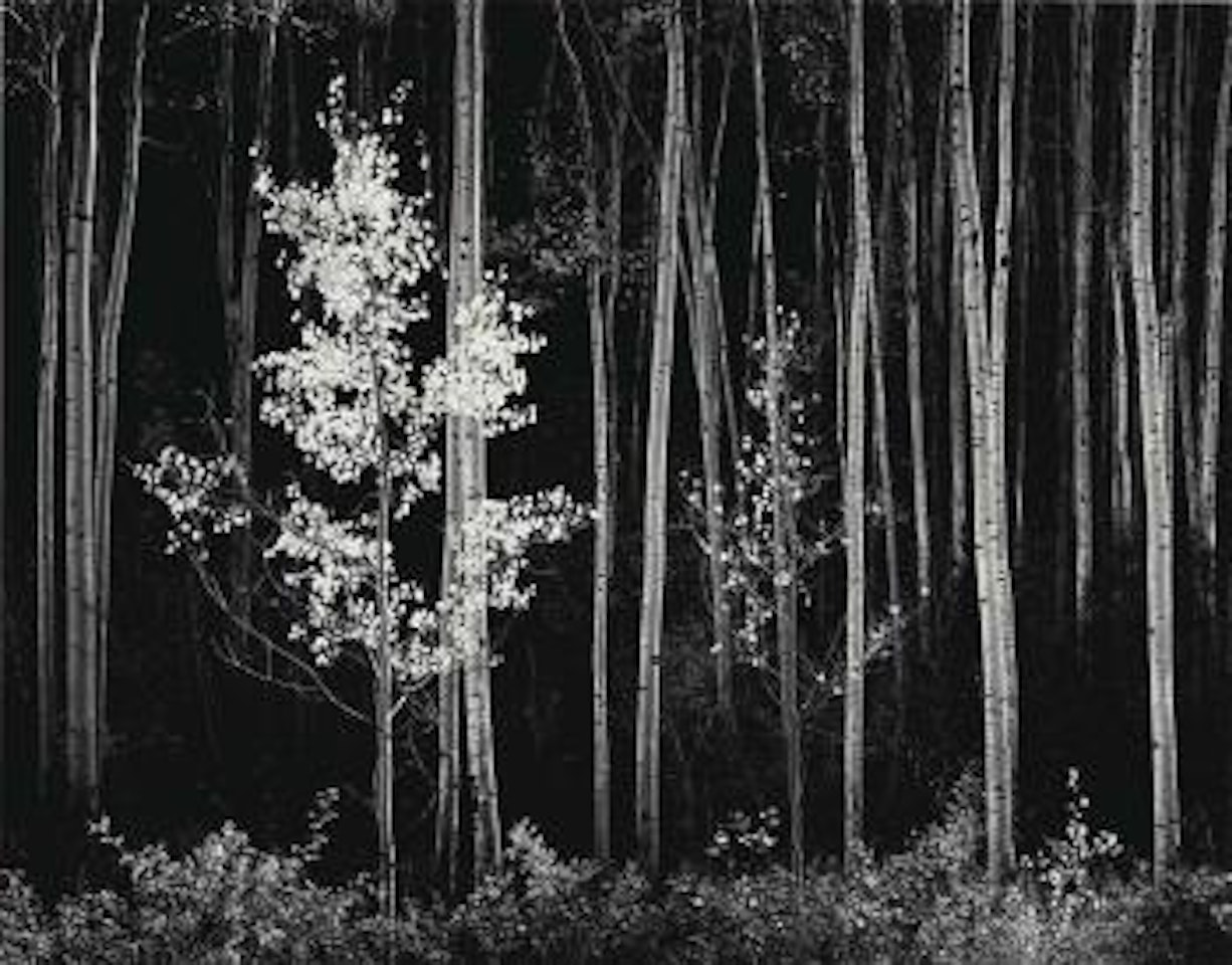Aspens, Northern New Mexico, 1958 by Ansel Adams