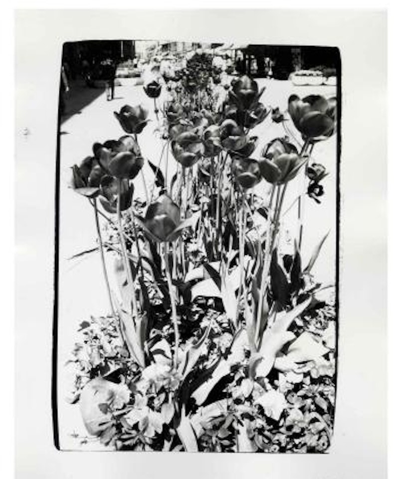 Tulips by Andy Warhol