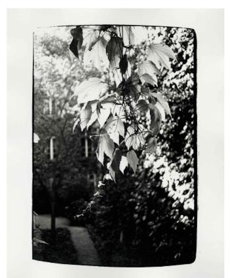 Leaves by Andy Warhol