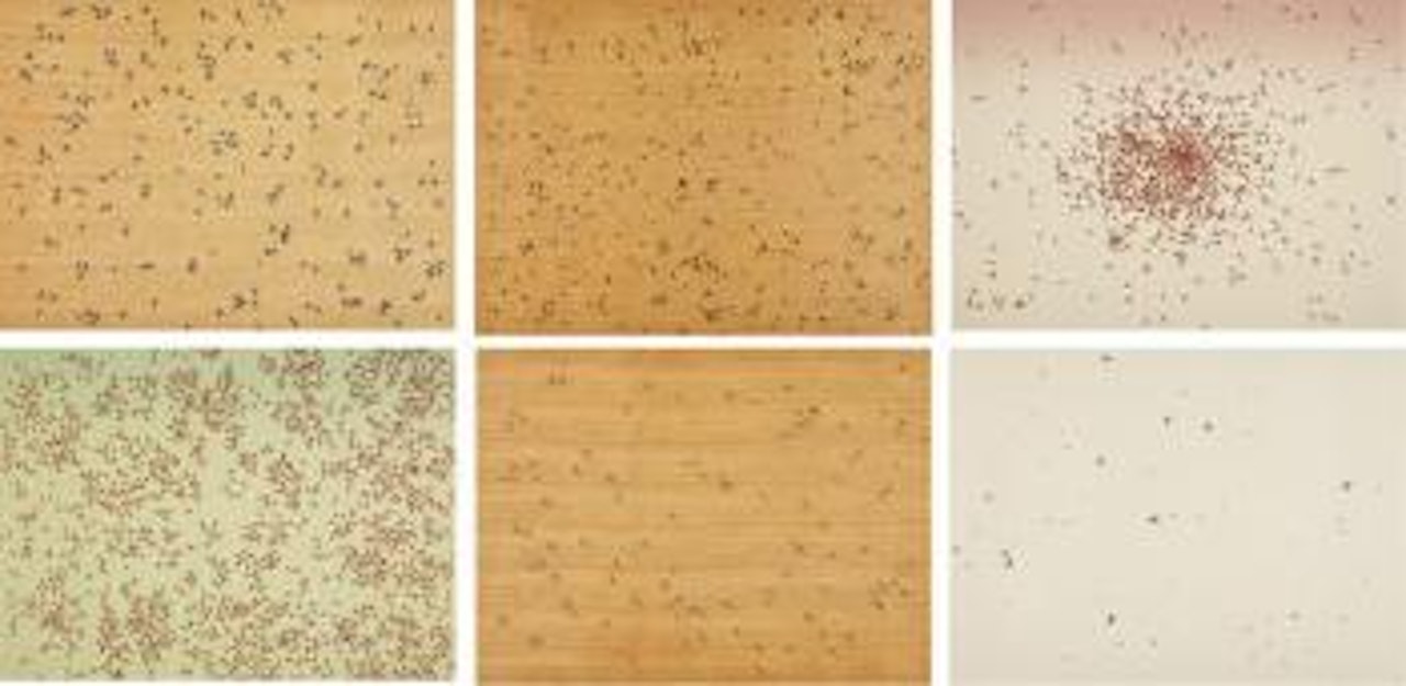 Insects by Ed Ruscha