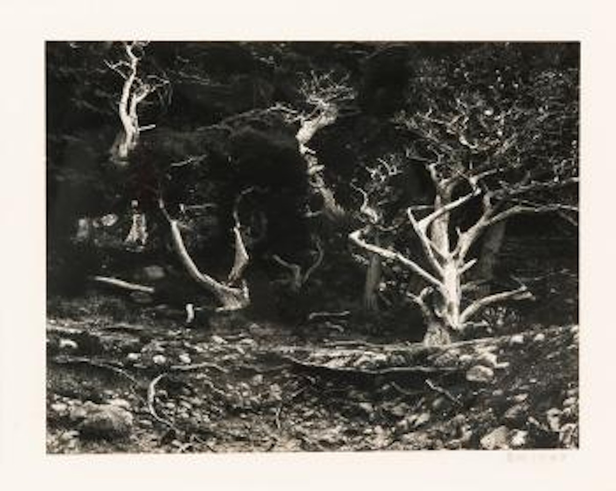 Untitled by Edward Weston
