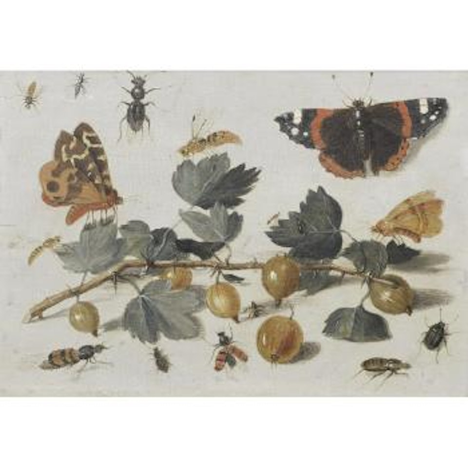 Butterflies, insects and gooseberries by Jan Van Kessel The Elder