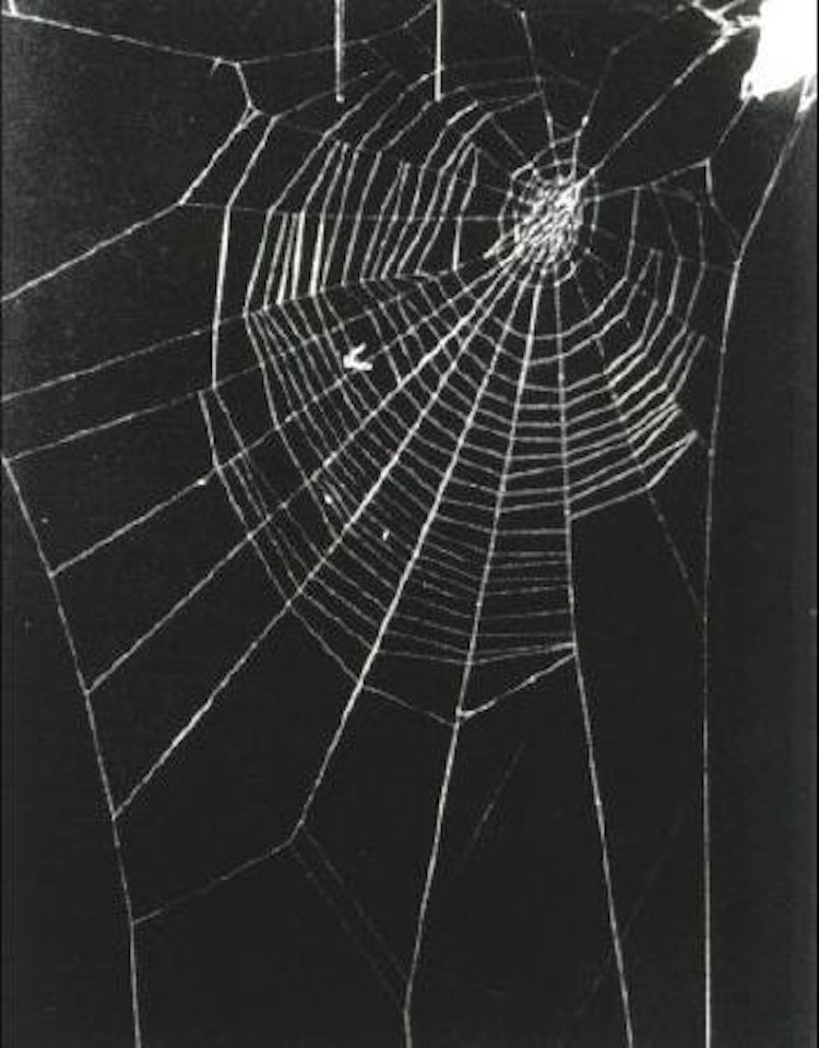 What it is like to be what you are not by Rosemarie Trockel