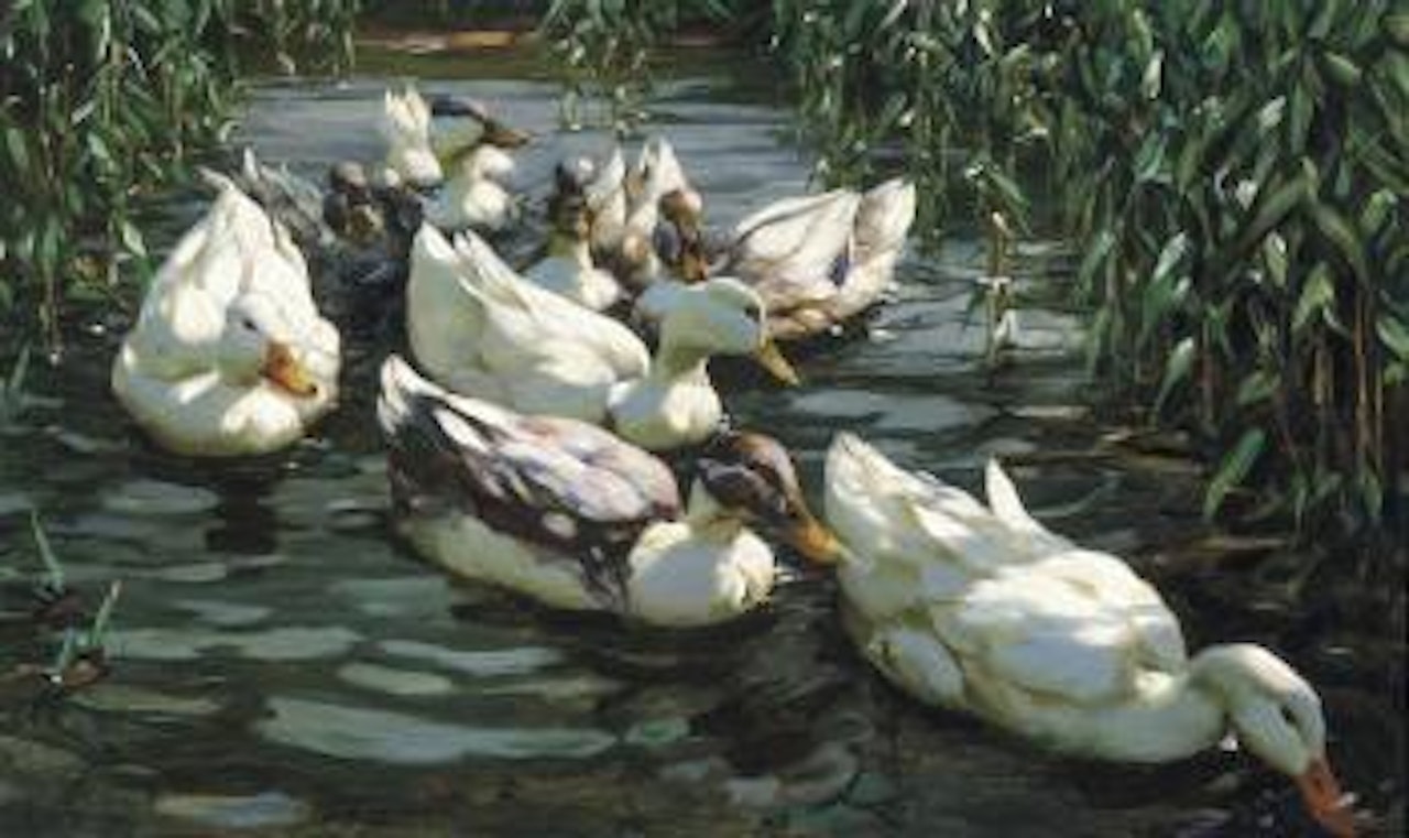 Eenden in het riet - Enten im Schilfteich by Alexander Koester