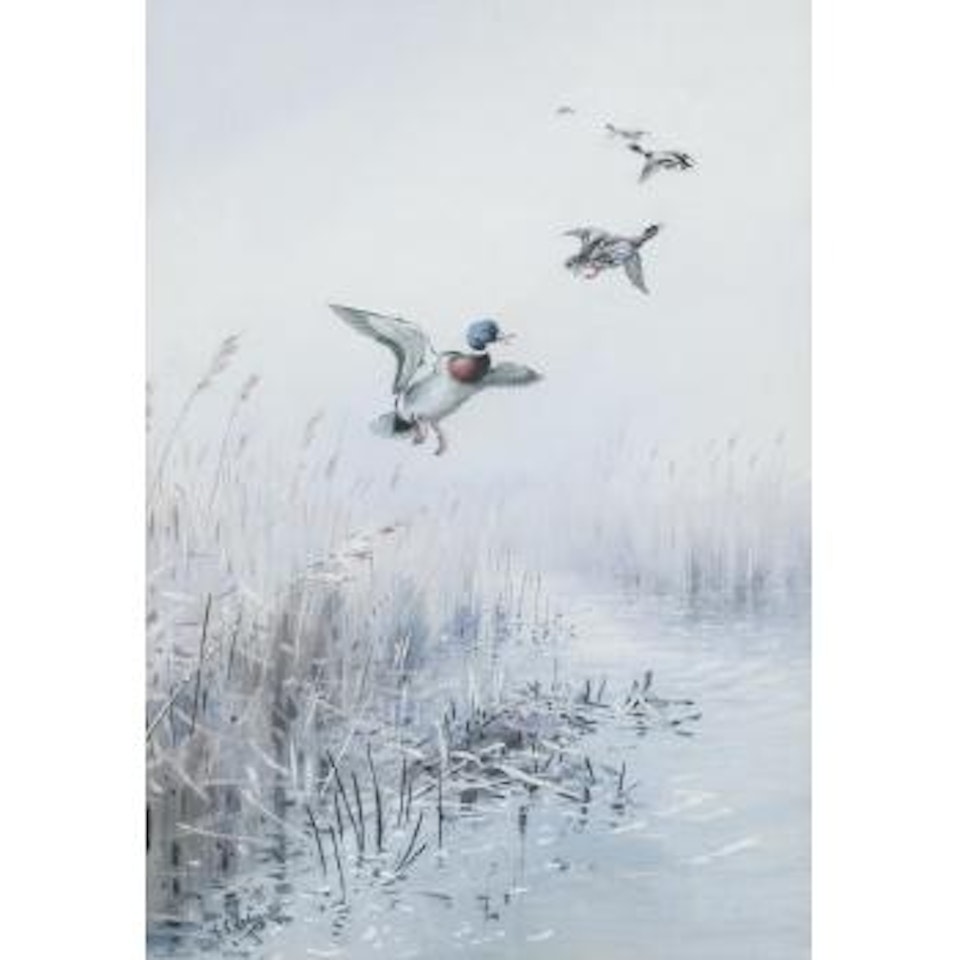Mallard rising from the reeds by George Edward Lodge