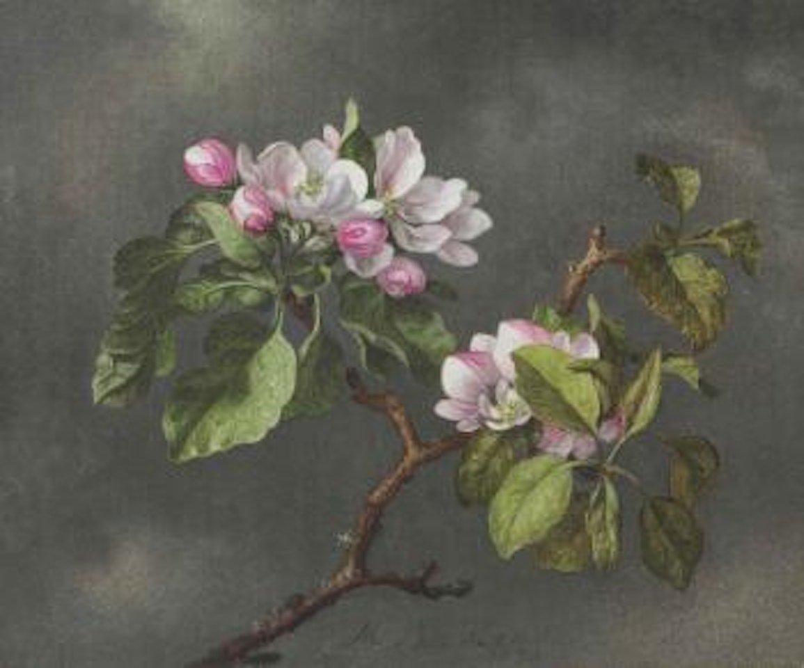 Apple Blossoms by Martin Johnson Heade