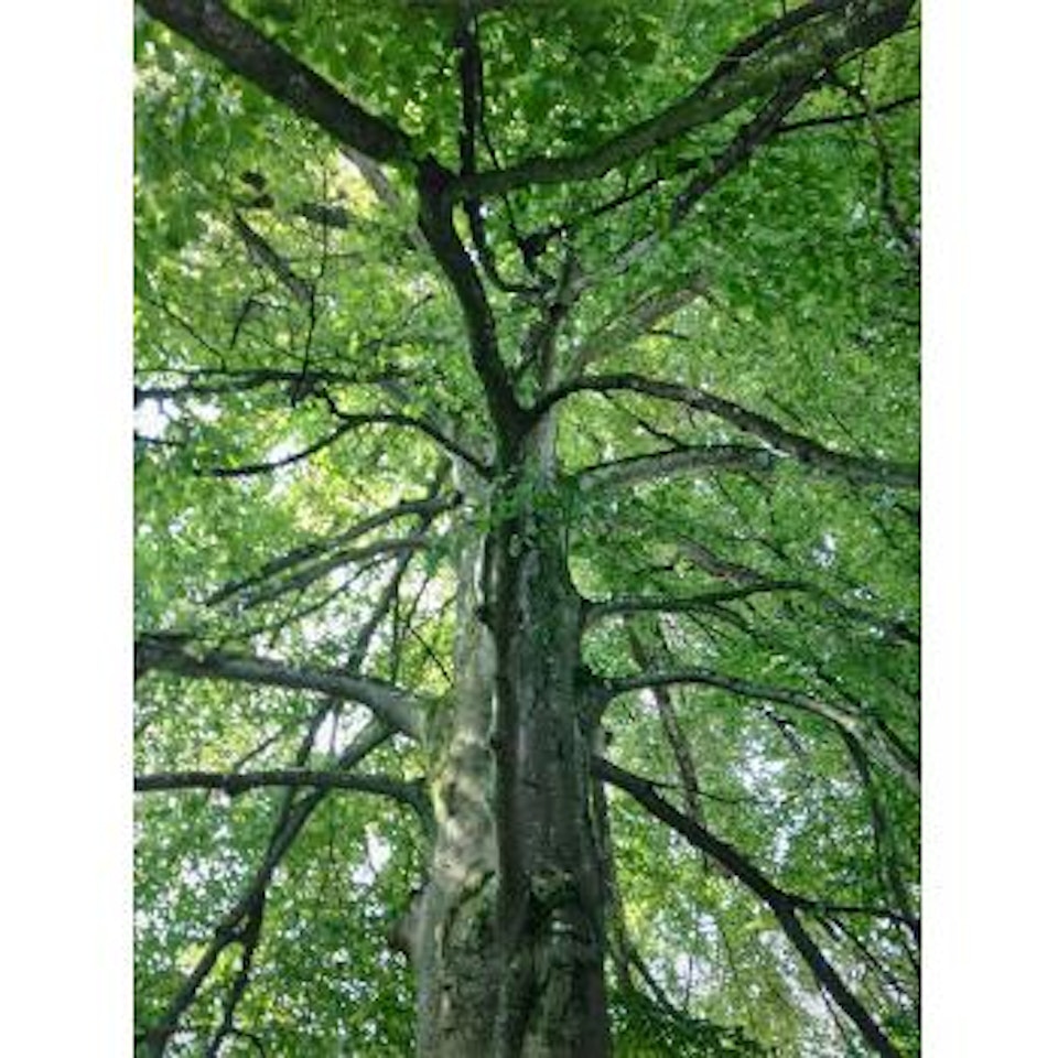 Tree Lines by Gabriel Orozco