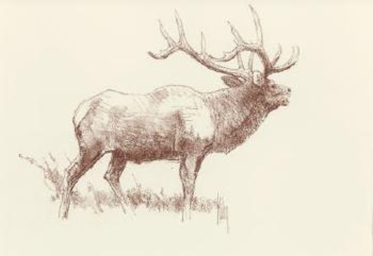 Study of Elk by Bob Kuhn