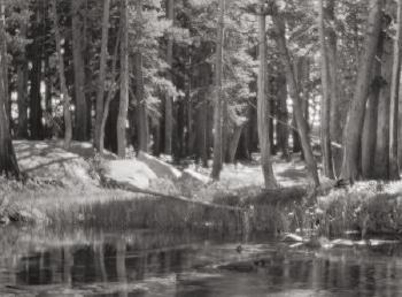 Lodgepole Pines, Lyell Fork of the Merced River, Yosemite National Park by Ansel Adams