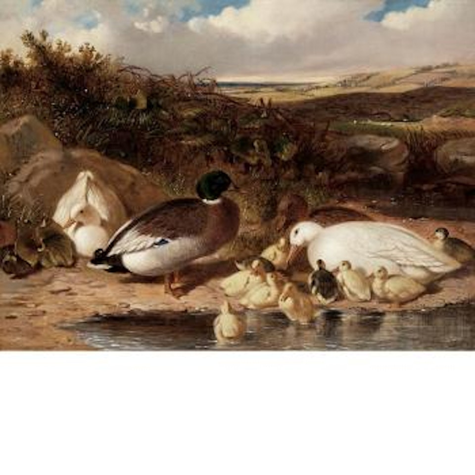 Mallard Ducks and Ducklings on a river bank by John Frederick Herring