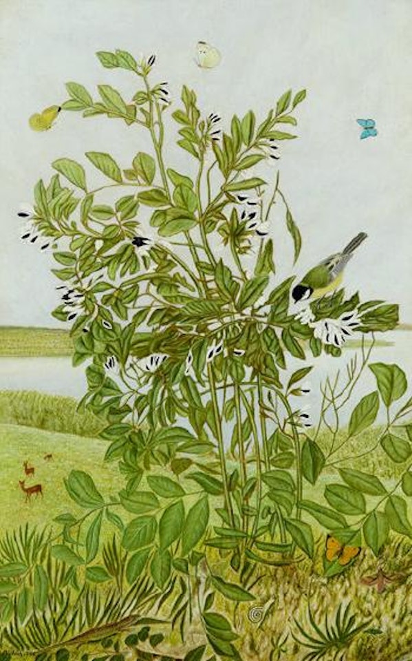 Sojabohnen by Adolf Dietrich
