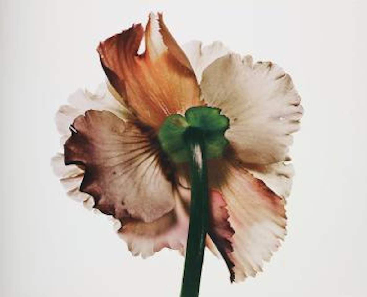 Tuberous Begonia, New York by Irving Penn