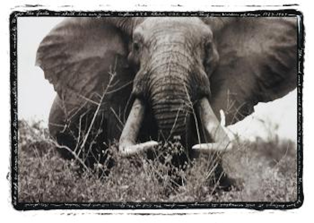 Large tusker (c. 150 lbs per side), Tsavo North, near hunting block 33/ Ithumber Hill on the Athi-Tiva dry river by Peter Beard