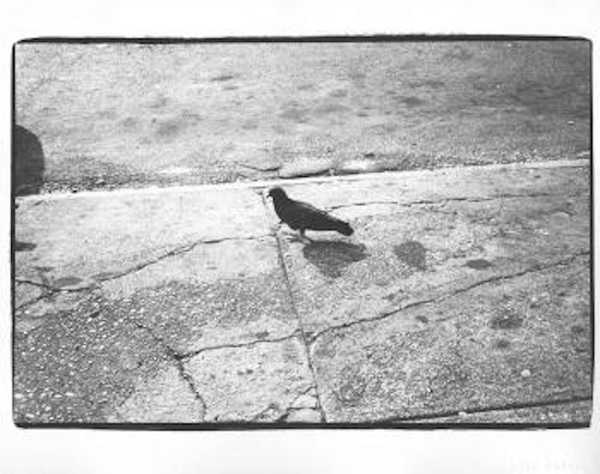 Pigeon by Andy Warhol