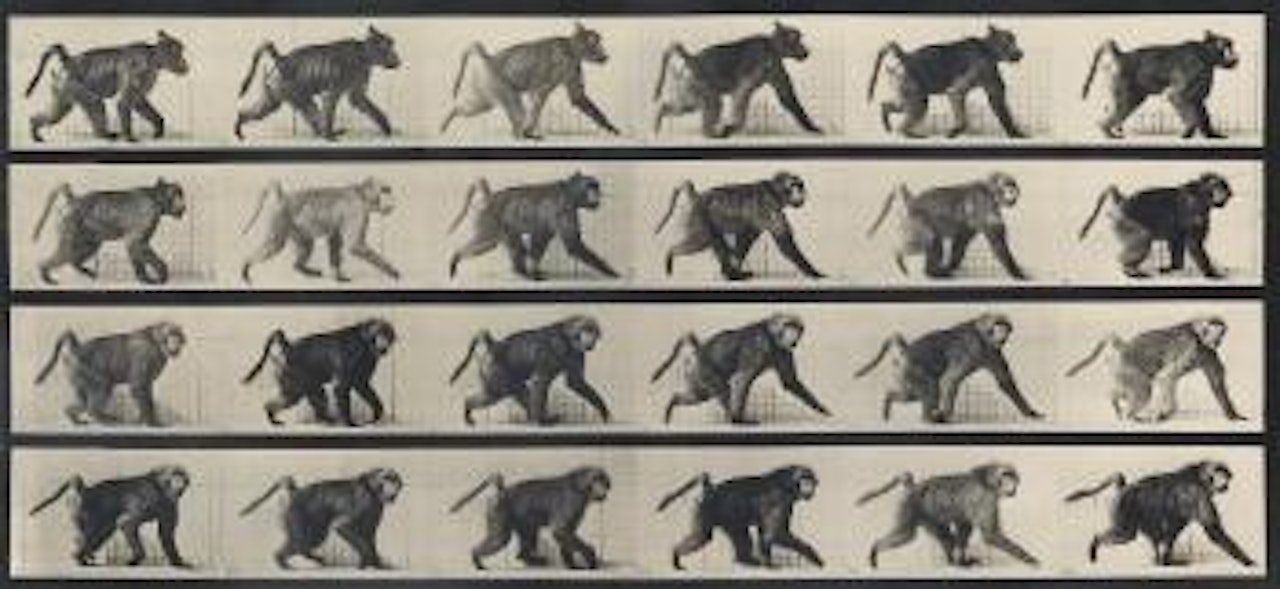 Baboon walking by Eadweard Muybridge