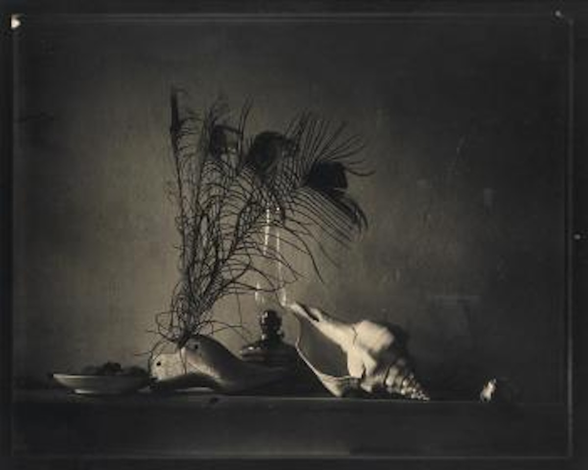 Still life with peacock feathers and a conch shell by Josef Sudek