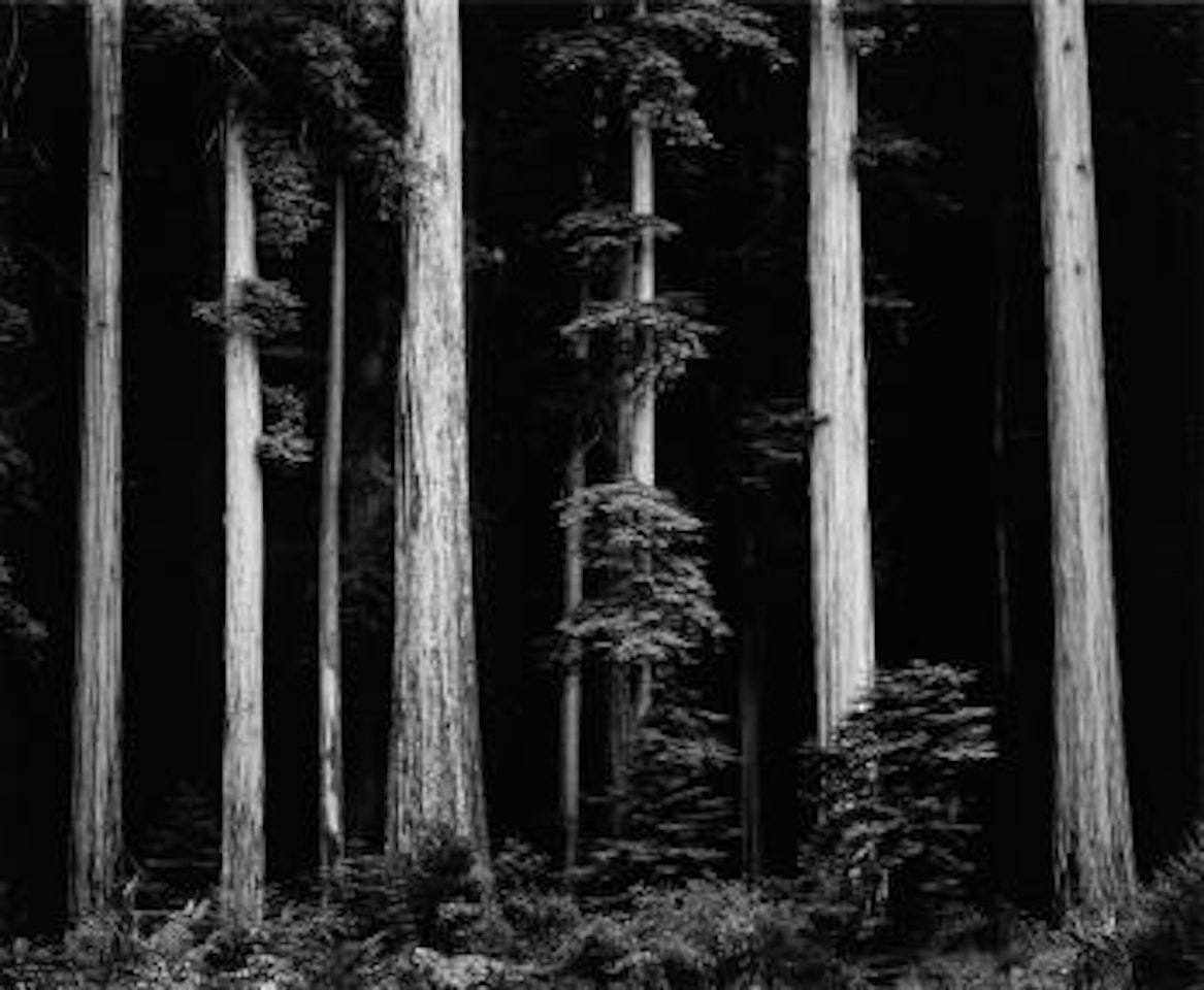 Northern California coast redwoods by Ansel Adams