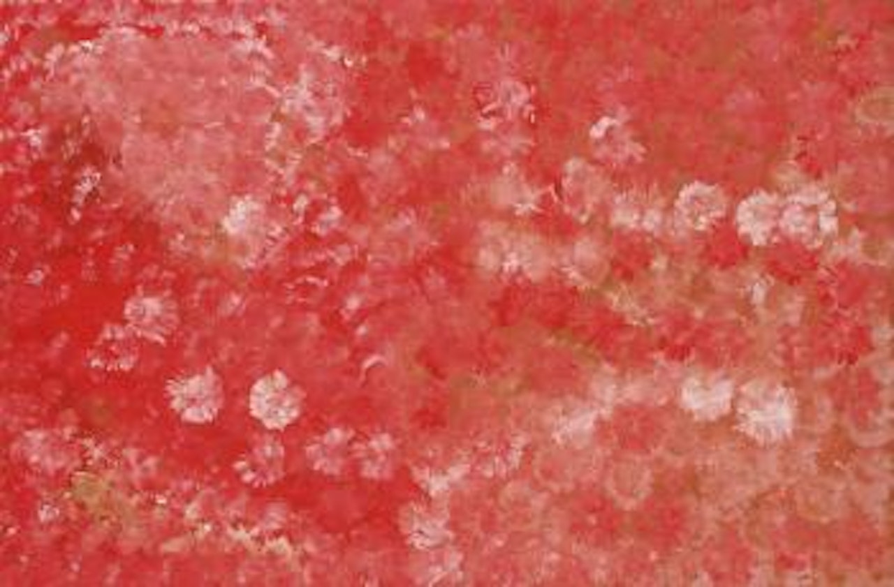 Reve pomme de terre by Emily Kame Kngwarreye