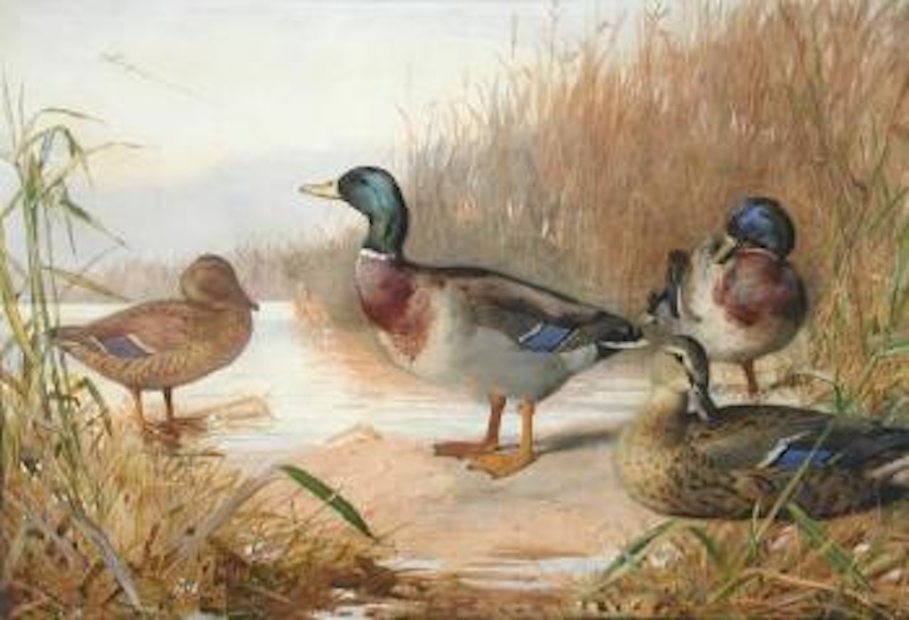 Mallard amongst the reeds by Archibald Thorburn