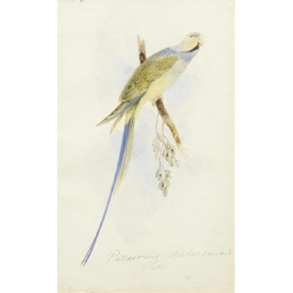 A Malacca Parakeet,  Palaeornis Malaccensis by Edward Lear