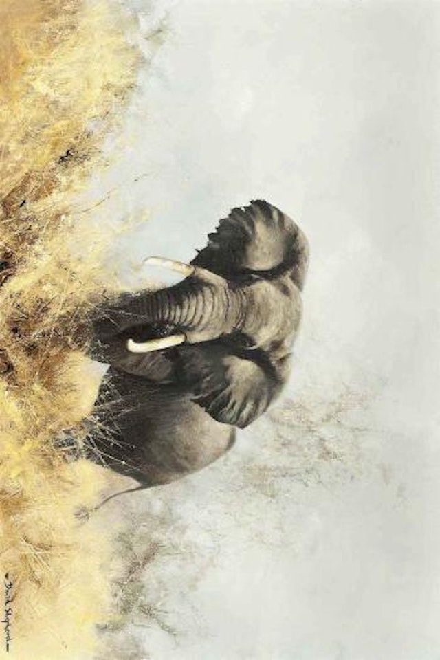 Angry Bull by David Shepherd