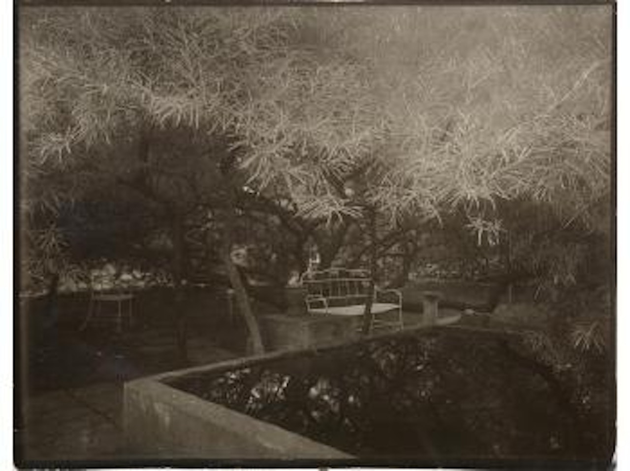 Etude d’arbres dans un parc by Josef Sudek