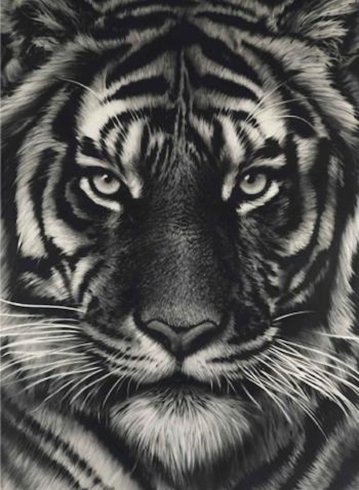 Untitled (Last Tiger) by Robert Longo