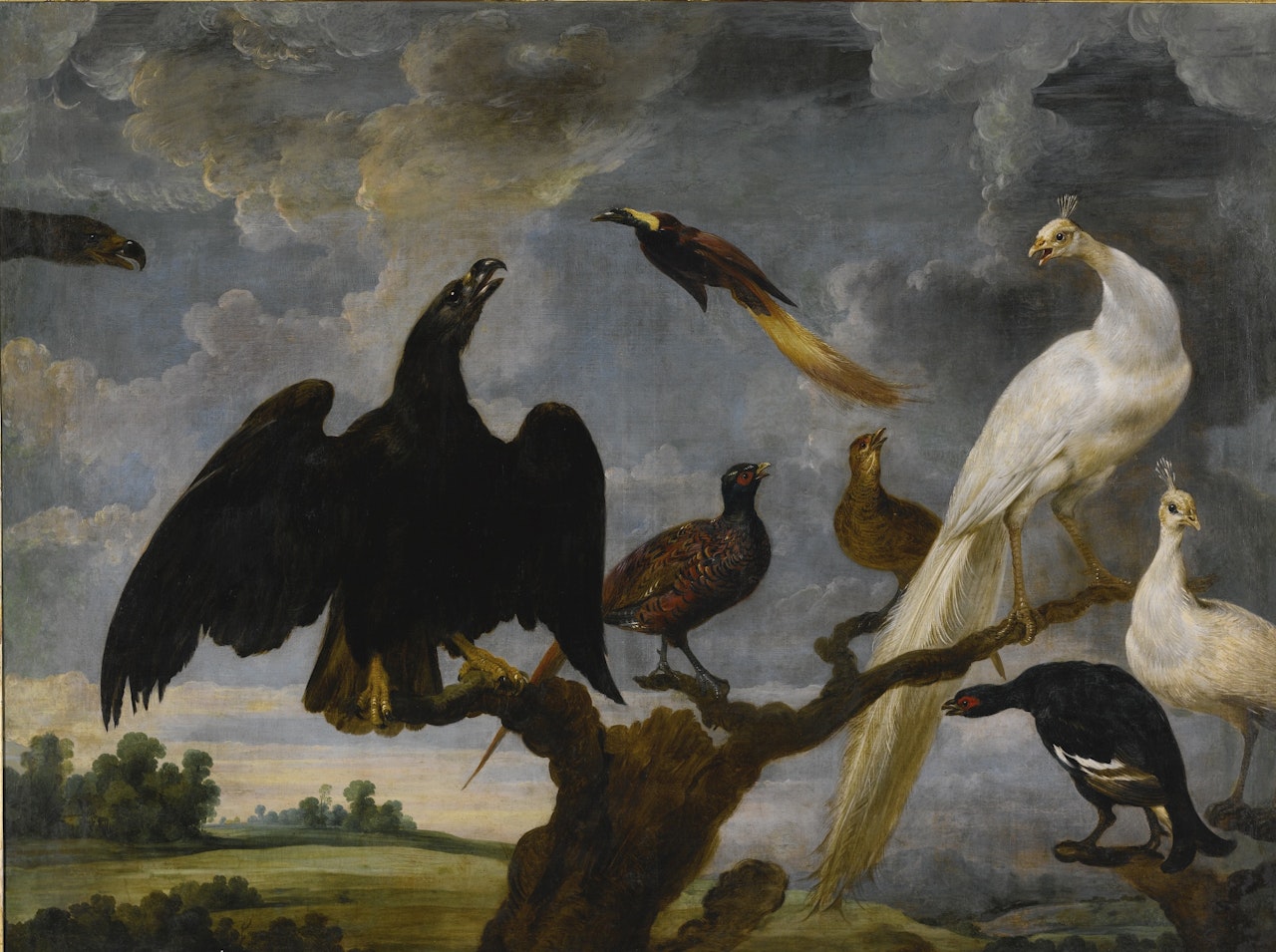 A CONCERT OF BIRDS INCLUDING AN EAGLE, A WHITE PEACOCK AND A BIRD OF PARADISE by Paul de Vos