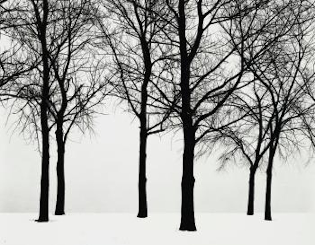 Chicago (Trees in Snow) by Harry Callahan