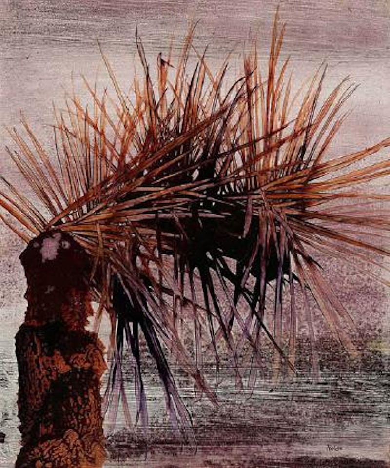 Untitled (Blackboy) by Sidney Nolan