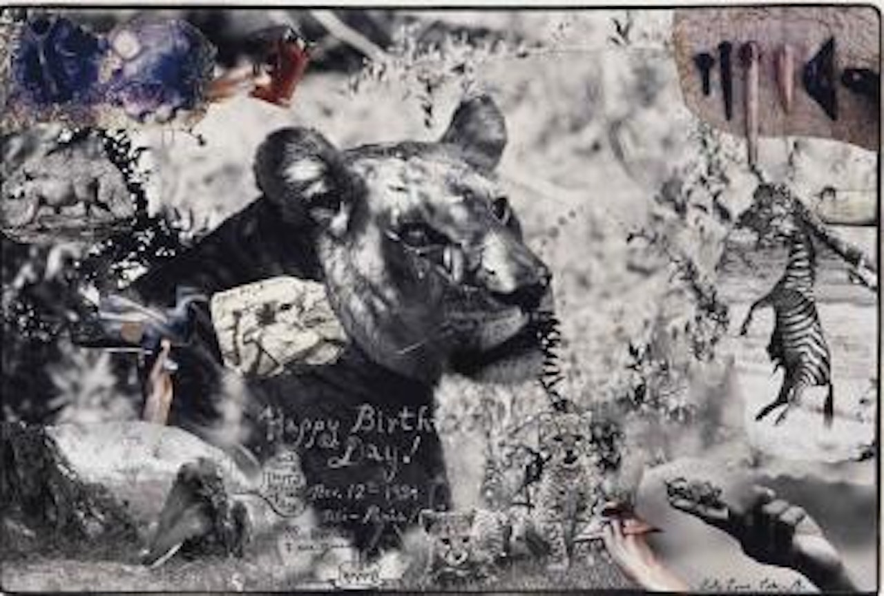 Lioness At Mgarari by Peter Beard