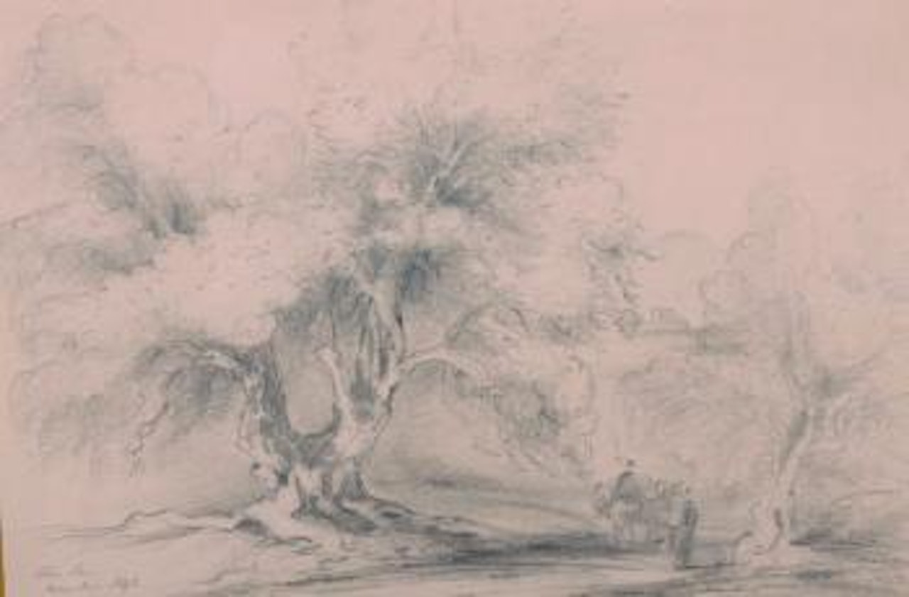 Olive Tree, Near Nice by Edward Lear