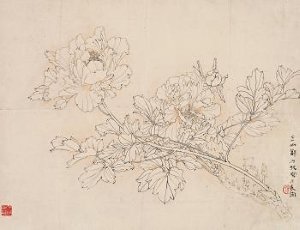Peony by Zheng Naiguang