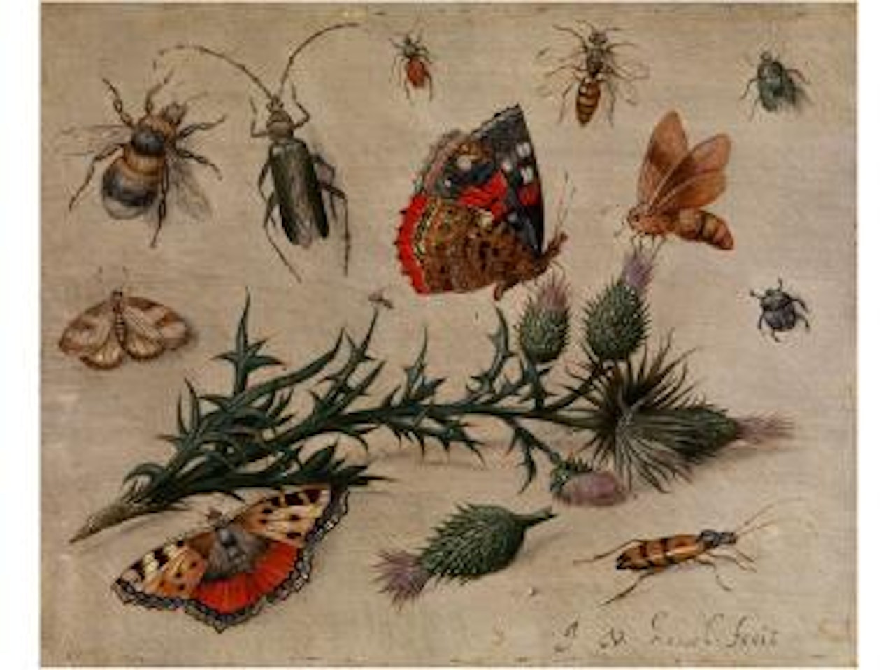 Distelzweig umgeben von Schmetterlingen und Käfern by Jan Van Kessel The Elder