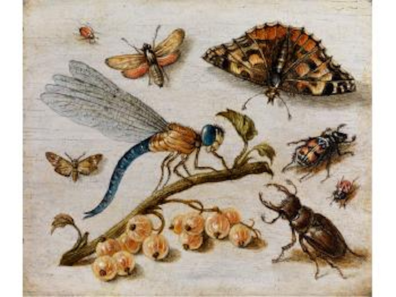 Liebelle zwischen Hirschkäfer, Schmetterling und Insekten by Jan Van Kessel The Elder