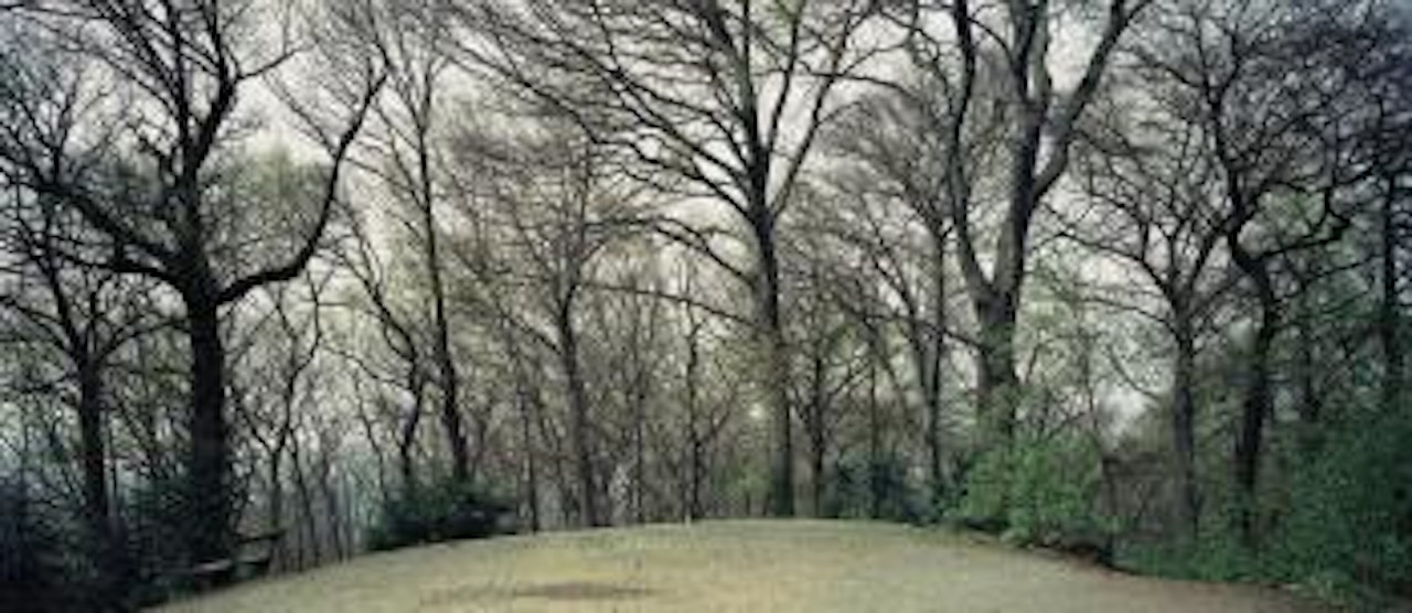 Grafenberger Wald, Düsseldorf 2006 by Thomas Struth