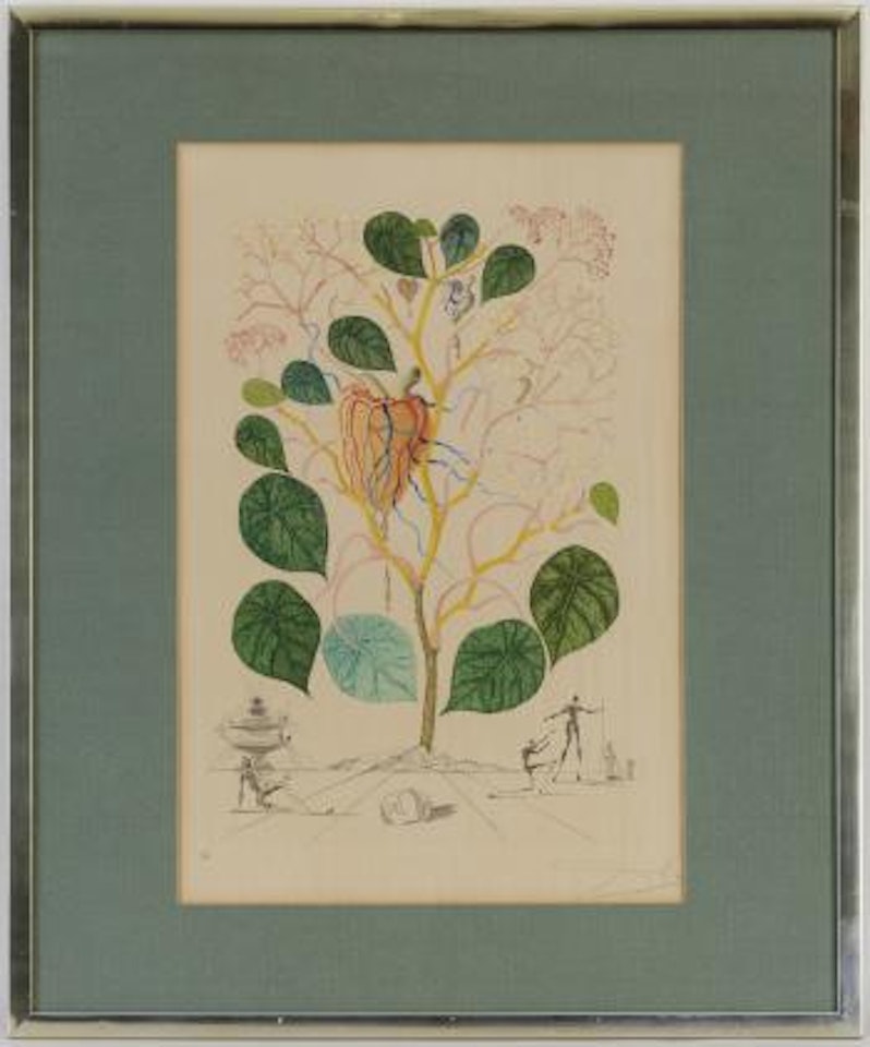 Begonia (Anacardium recordans) by Salvador Dali