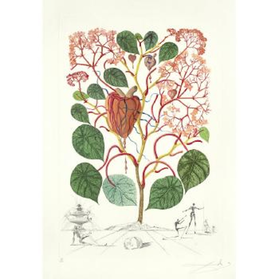 Begonia (Anacardium recordans), from Flordali (Michler & Löpsinger 233e) by Salvador Dali
