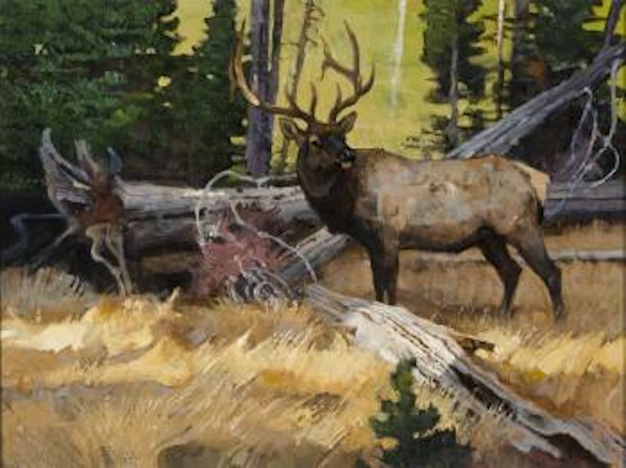 Elk in Down Timber by Bob Kuhn