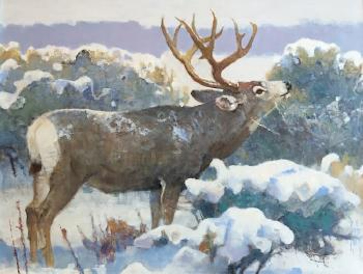 Winter Browse - Mule Deer by Bob Kuhn